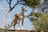 WHIPPET 046